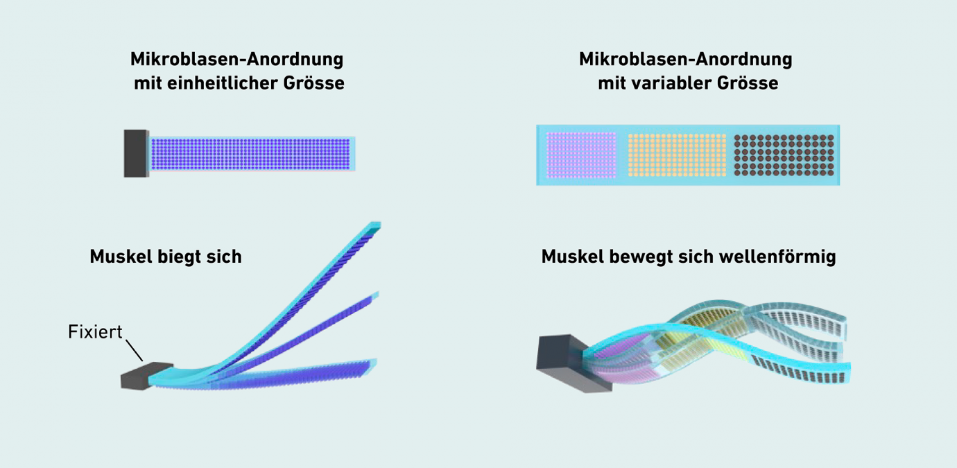 If all the bubbles are the same size, the membrane bends in response to the signal amplitude. If the bubbles are different sizes, they respond at different frequencies, which produces an undulatory movement. (Image: Shi Z et al. Nature 2025, edited)